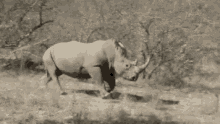 Gif animé rhinocéros court